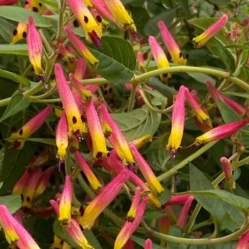 Cuphea