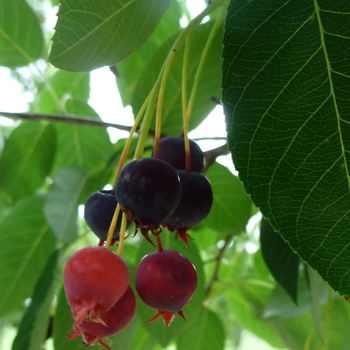 Autumn Brilliance Serviceberry