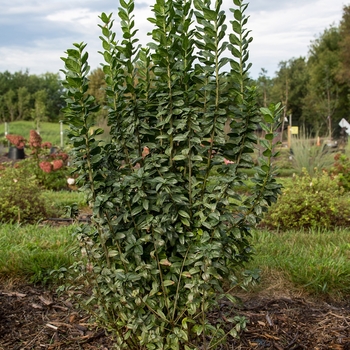 Straight Talk™ Privet Straight Talk™ Privet