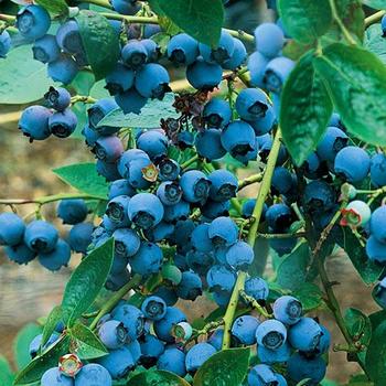 Blueberry Blueberry