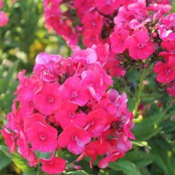 Garden Phlox Garden Phlox