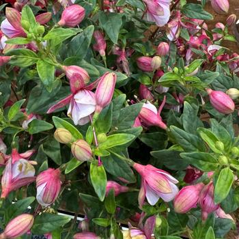 Ballerina® Jete Ballerina® Jete