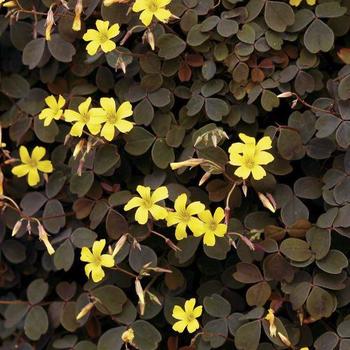 Oxalis Oxalis