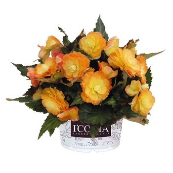 I'Conia® Portofino Sunrise I'Conia® Portofino Sunrise