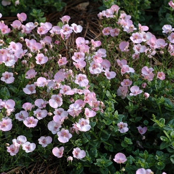 Diascia (Twinspur) Diascia (Twinspur)