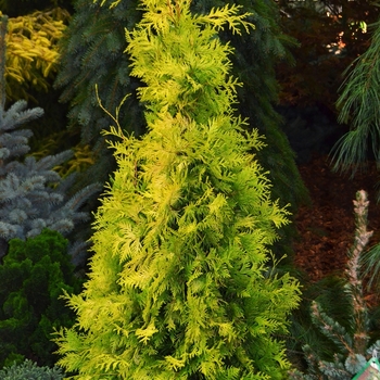Yellow Ribbon Arborvitae
