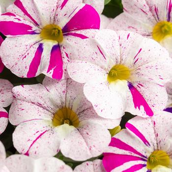 Caliloco&reg; Graffiti