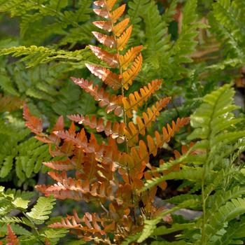 Fern, Autumn Fern, Autumn