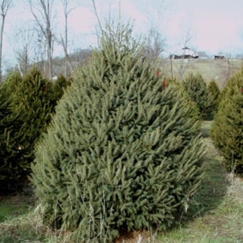 White Spruce White Spruce
