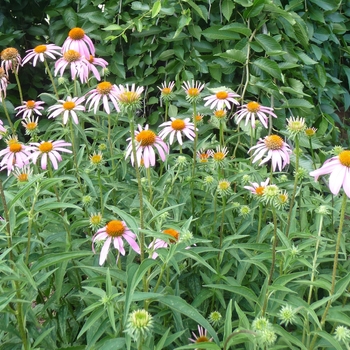Coneflower Coneflower