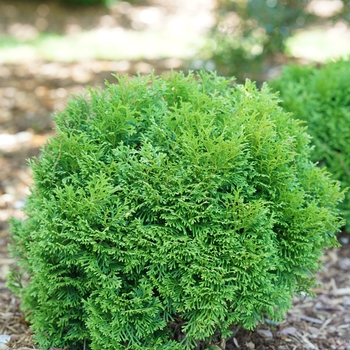 'Tater Tot®' Arborvitae 'Tater Tot®' Arborvitae