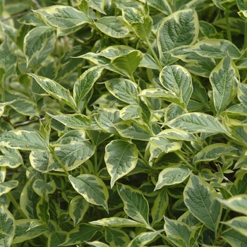 'Variegata Nana' 'Variegata Nana'