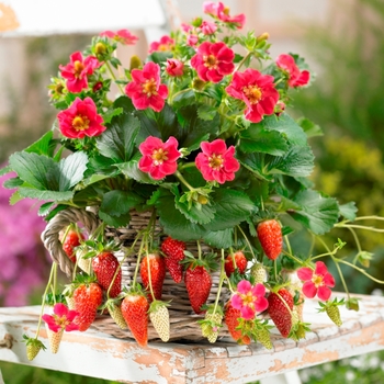 Strawberry Strawberry