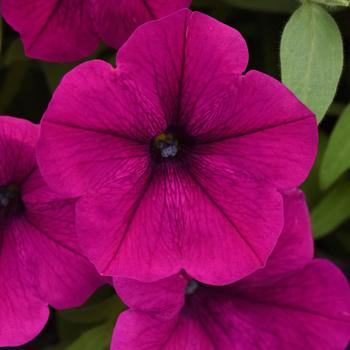 Petunia