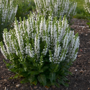 Meadow Sage