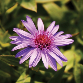 Aster