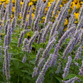 Anise Hyssop Anise Hyssop