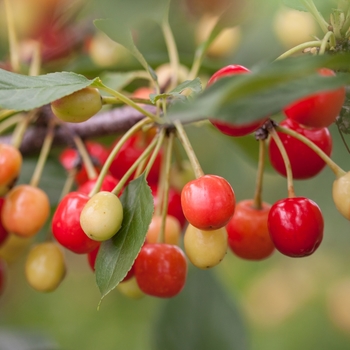 Sweet Cherry Pie™ Cherry Sweet Cherry Pie™ Cherry