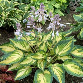 Plantain Lily