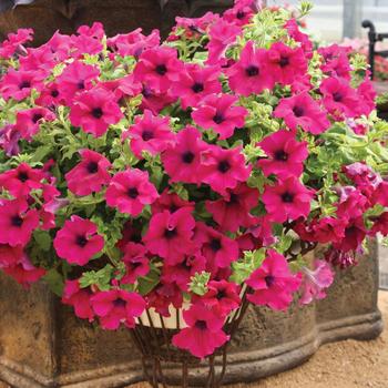 Surfinia&reg; 'Giant Purple'