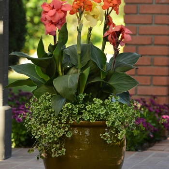 Cannova® Orange Shades Cannova® Orange Shades