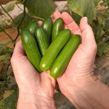 Cucumber Cucumber