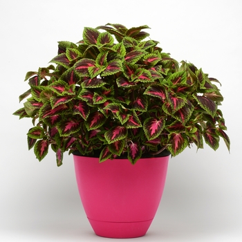Coleus Coleus