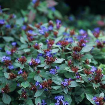 Leadwort