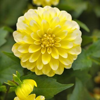 Dalaya® Yellow Lace Dalaya® Yellow Lace