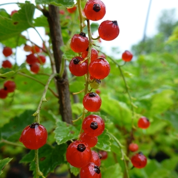 Currant Currant