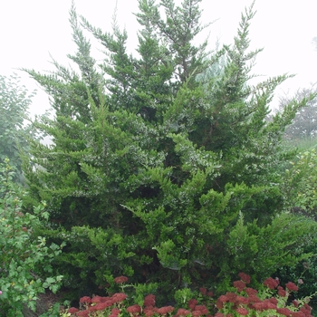 Eastern Red Cedar