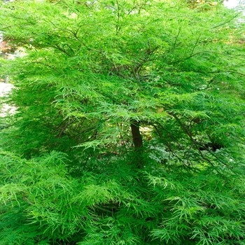 'Viridis' Japanese Maple