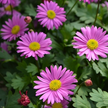 Fresco™ 'Candy' Fresco™ 'Candy'