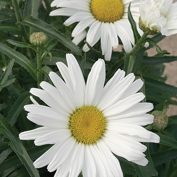 'Daisy May' Shasta Daisy
