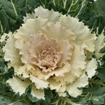 'Osaka White' Flowering Cabbage 'Osaka White' Flowering Cabbage