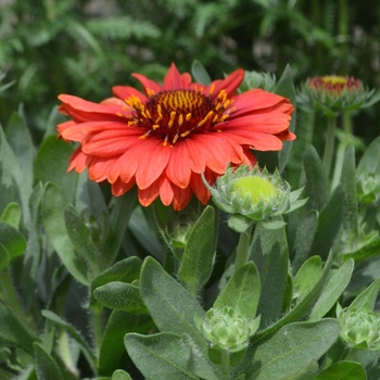Blanket Flower Blanket Flower