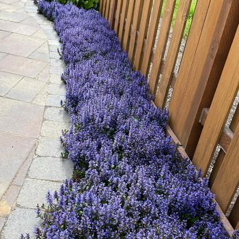 Bugleweed Bugleweed