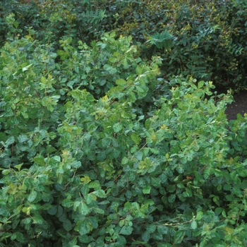 Gro-Low Fragrant Sumac Gro-Low Fragrant Sumac