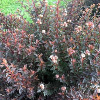 'Sweet Cherry Tea&trade;' Ninebark
