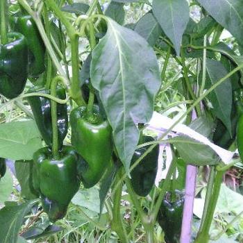 Pepper, Hot