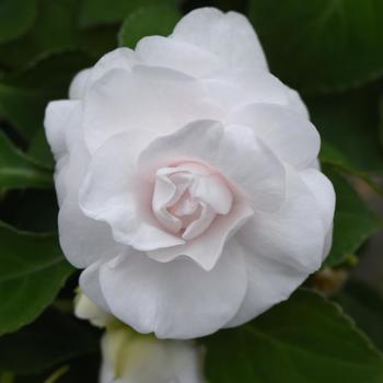 Impatiens, Double Impatiens, Double