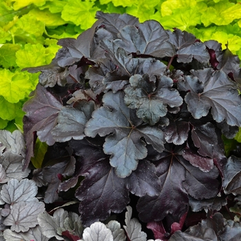 Primo® 'Black Pearl' Primo® 'Black Pearl'