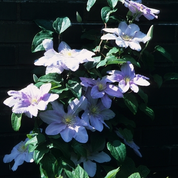 Clematis Clematis