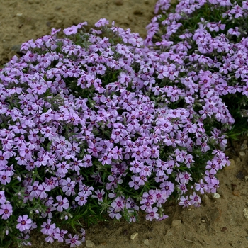 Creeping Phlox Creeping Phlox