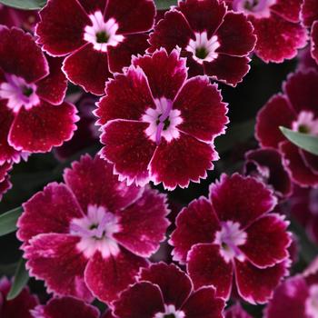 Border Carnation Border Carnation