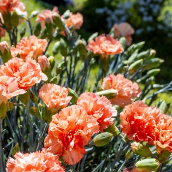 Border Carnation Border Carnation
