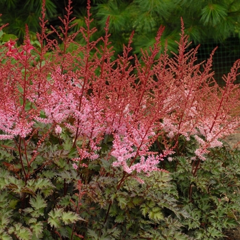 False Spirea
