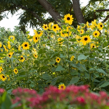 Sunflower Sunflower