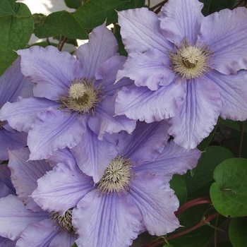 Clematis