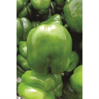 Pepper, Sweet Bell Pepper, Sweet Bell